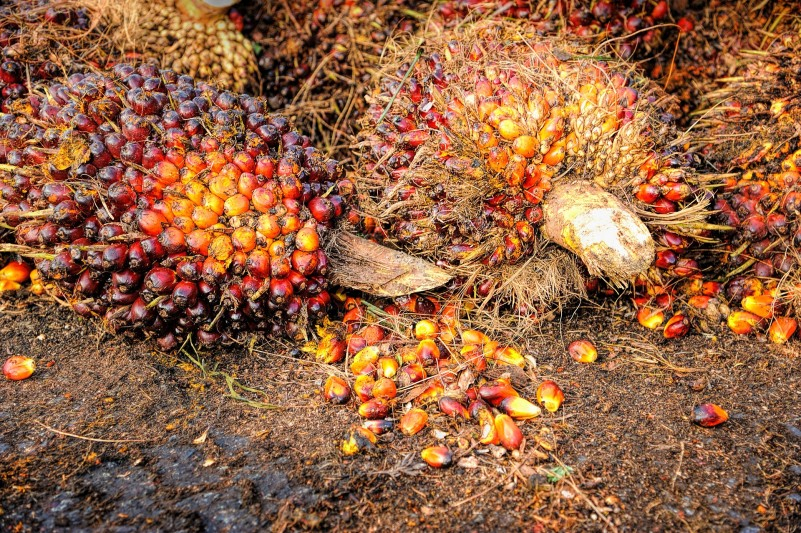 Palmöl aus Indonesien, aber nur wenn nachhaltig