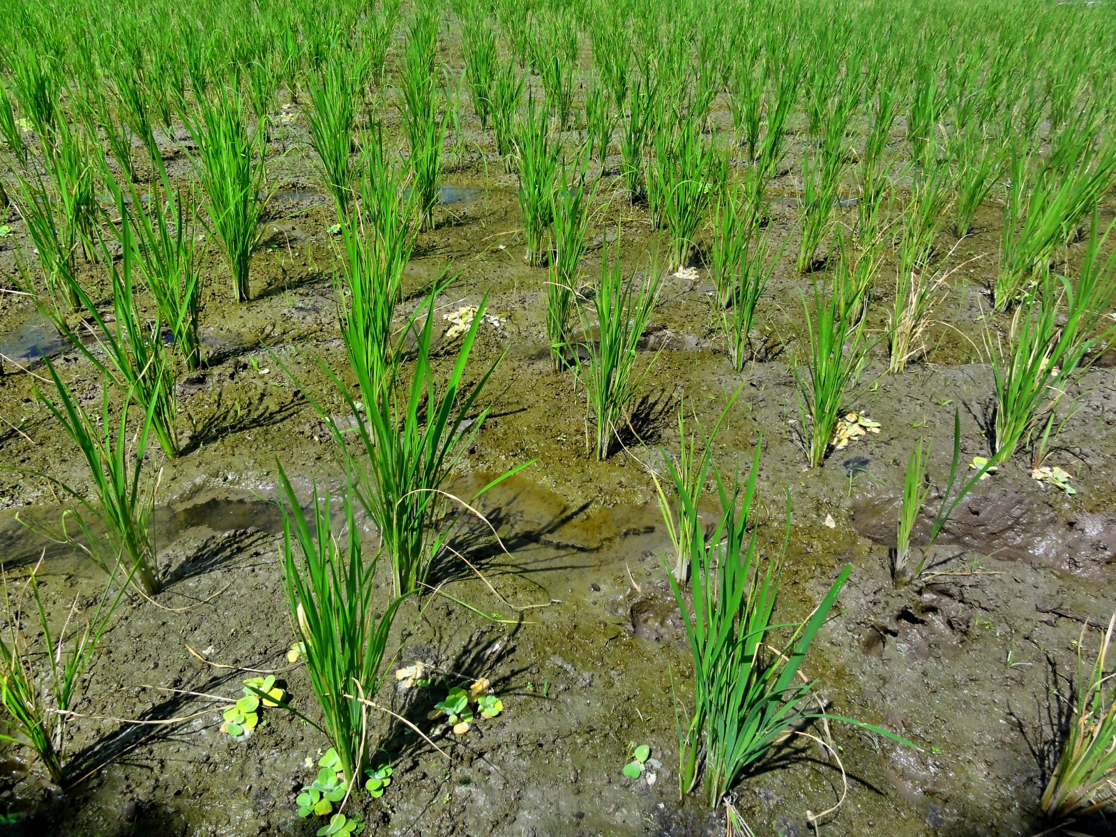 The solution does not grow in rice paddies