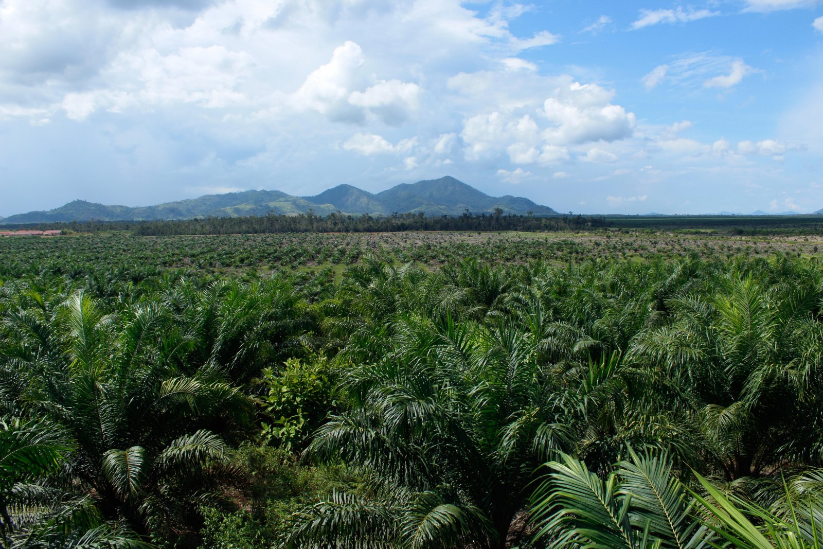 Kein Freihandel für Palmöl!