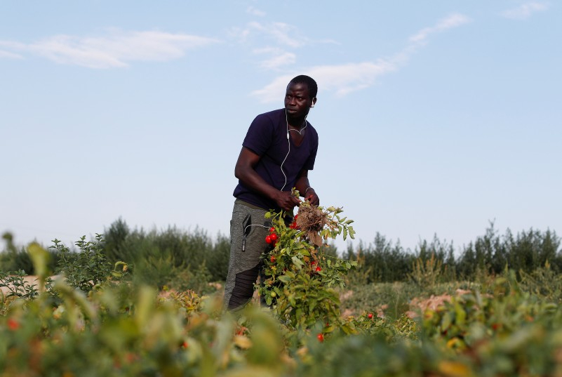 Des tomates au goût de sang