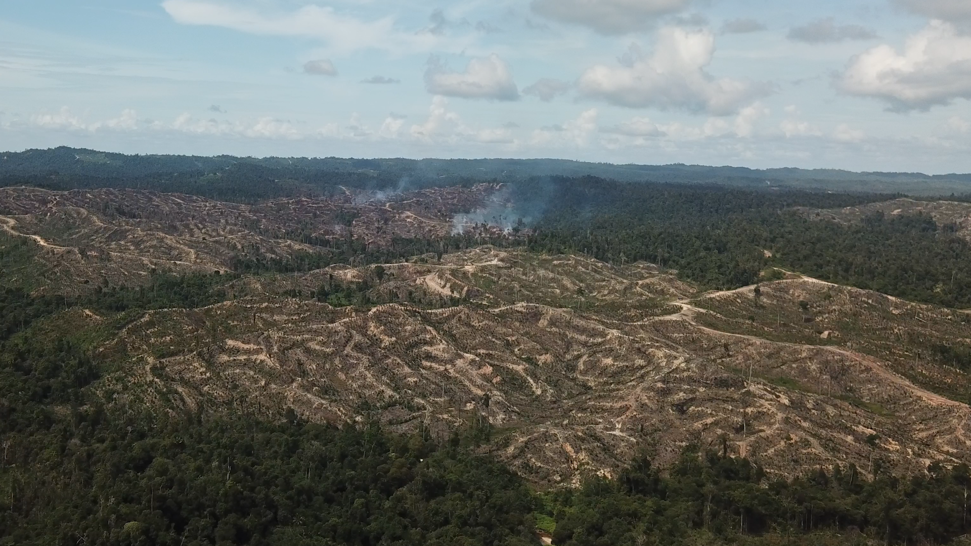 Nouvel accord sur l’huile de palme alerte la société civile Nouvel accord sur l’huile de palme alerte la société civile